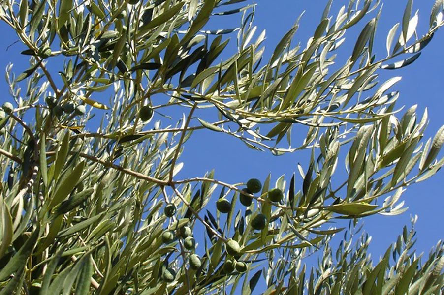 Olives d'Ardèche